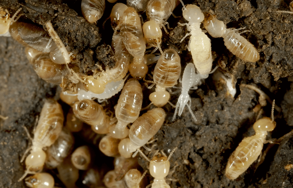 Termites, Pest control, Termote infestation