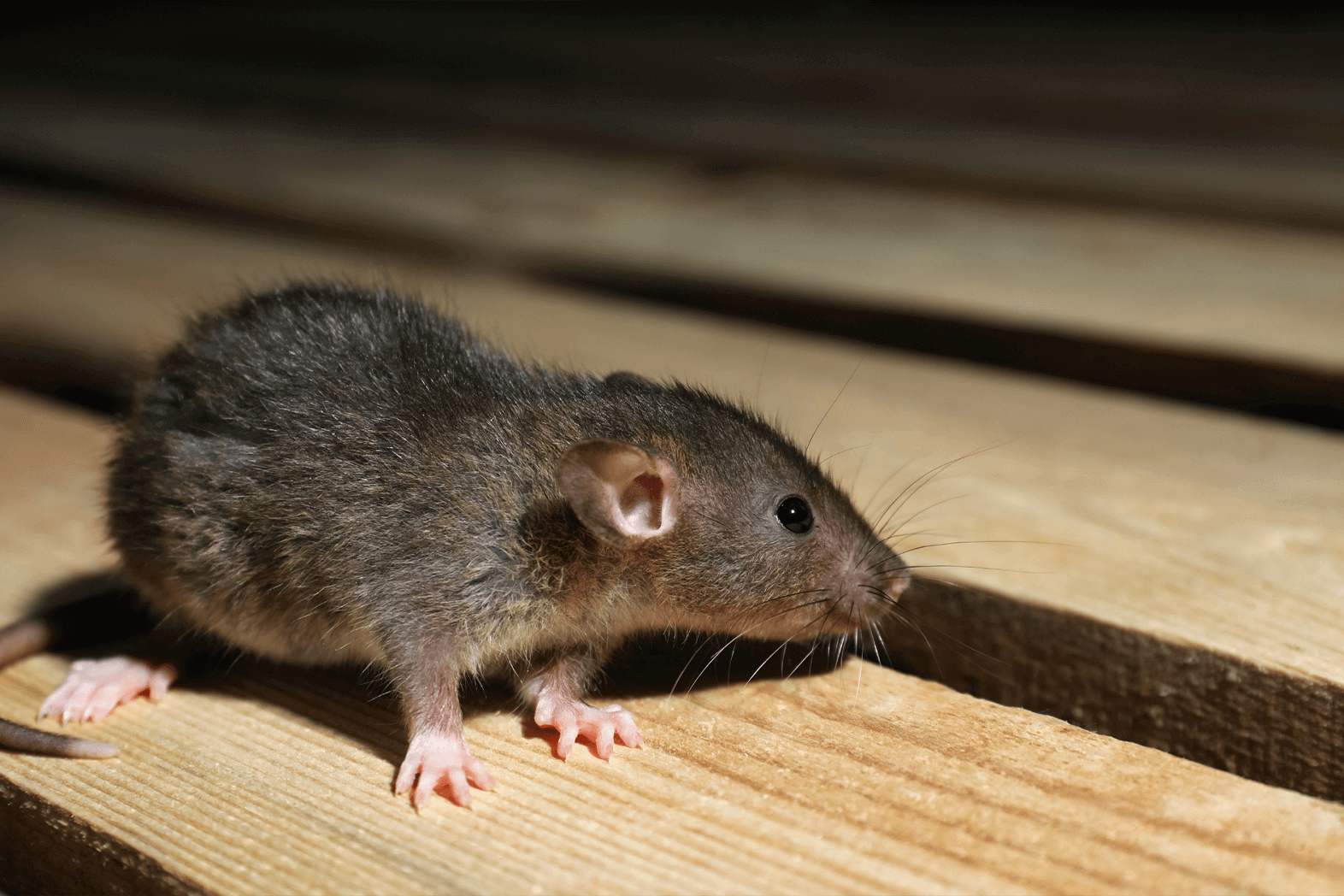 The Pests In Texas You Need To Worry About During The Winter - Proctor ...