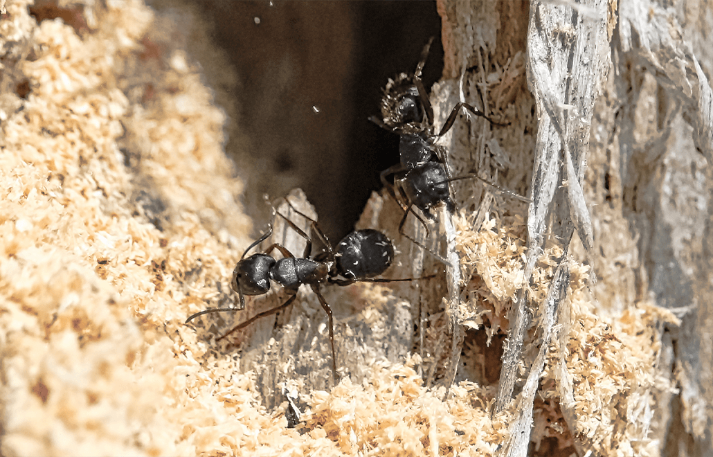 Carpenter Ant, homeowners, infestation, wood
