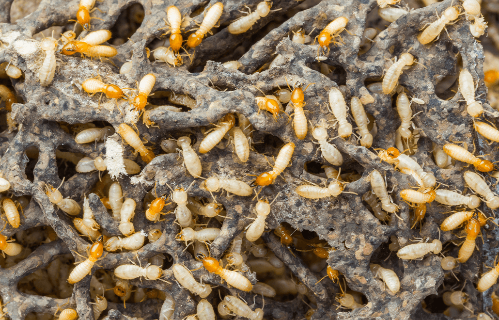 Home, homeowners, Swarming Season, Termite