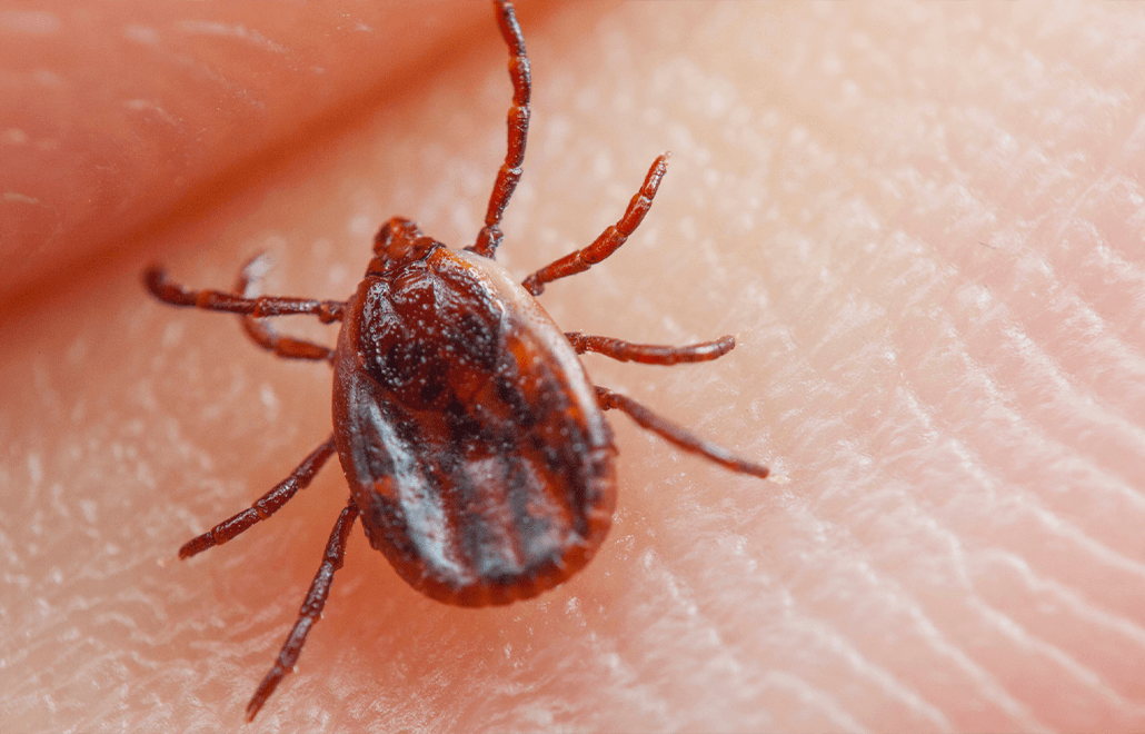 Fleas, host, lifecycle, ticks