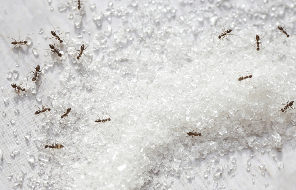 Ants, home, infestation, why are sugar ants in the house
