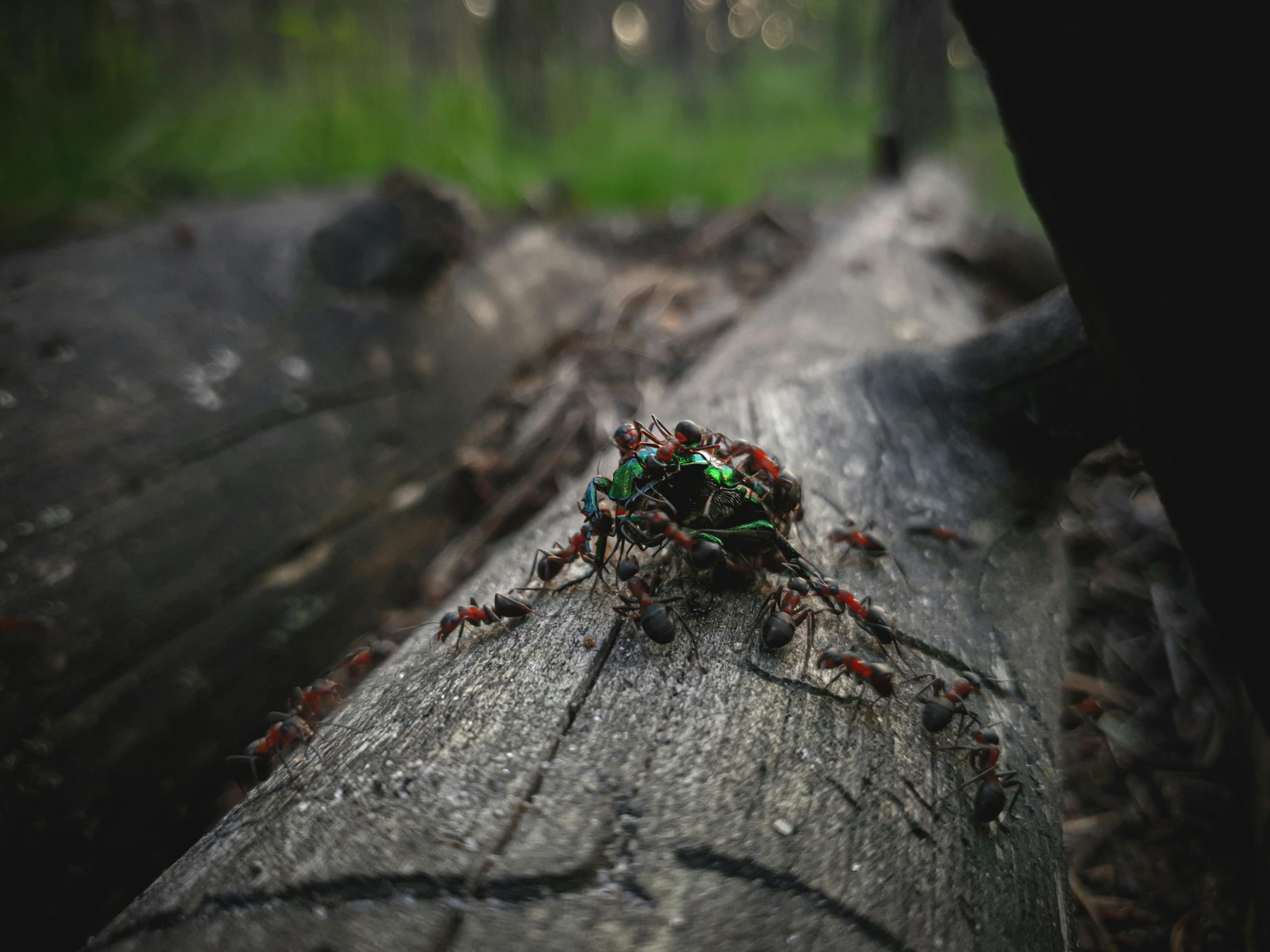 Carpenter ants, Signs of Carpenter Ant, Steps to Address Carpenter Ants