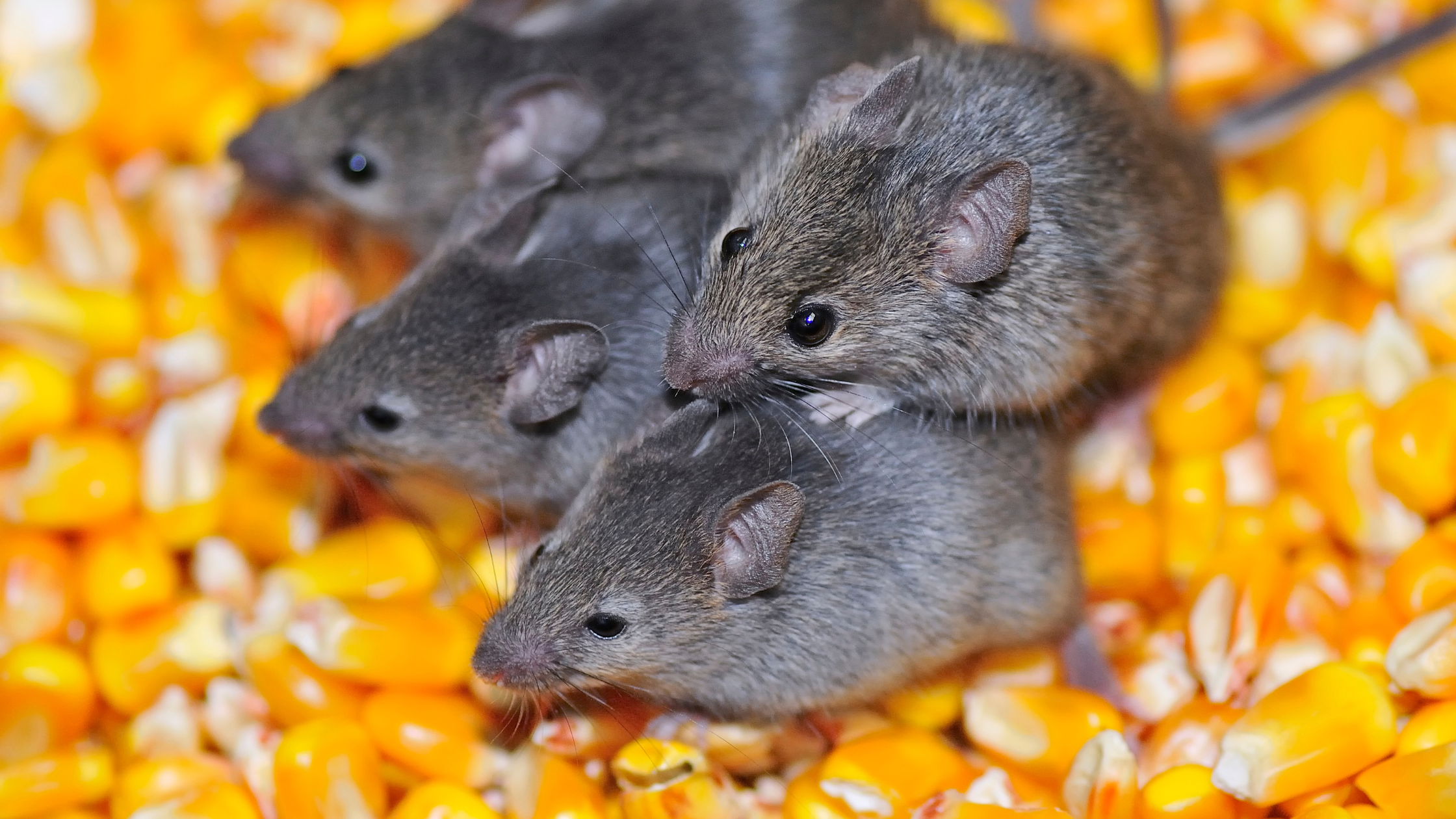 How to Prevent Mice Infestations, mice, pest control, Pest in the fall