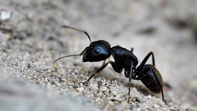 Close-up of carpenter ant in Texas